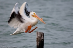 White_Pelican_Leaping_to_a_Post_Rockport_Texas