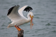 White_Pelican_Made_It_Rockport_Texas