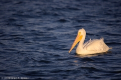 White_Pelican_Rockport_Texas