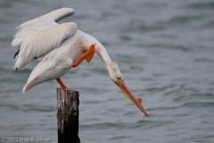 White_Pelican_with_an_Itch_Rockport_Texas