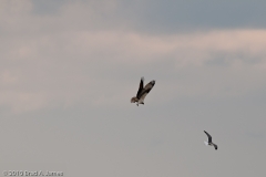 Who_s_hunting_who_Mustang_Island_Texas_3