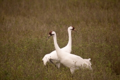 Whoopers_Crossing_Aransas_NWR_Texas