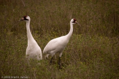 Whooping_Crane_Pair_Aransas_NWR_Texas