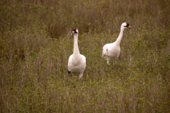 Whooping_Crane_Pair_Walking_NWR_Texas