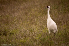 Whooping_Crane_Single_Aransas_NWR_Texas