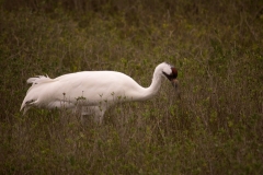 Whooping_Crane_Single_Munching_Carolina_Wolfberries_Aransas_NWR_Texas