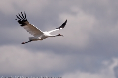 Whooping_Crane_in_Flight