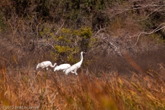 Whooping_Cranes_Grazing_Goose_Island_Texas