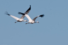 Whooping_Cranes_in_Flight_Pair_Goose_Island_Texas_