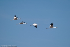 Whooping_Cranes_in_flight_Goose_Island_Texas