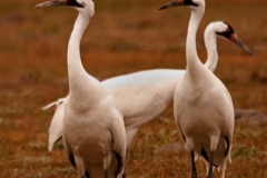 Whooping_Cranes_on_the_Ground_Goose_Island