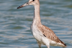 Willet_Corpus_Christi_Texas