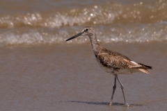 Willet_Mustang_Island_Texas