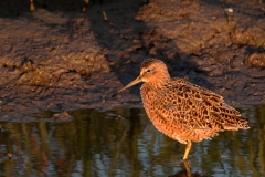 Willet_Sunrise_South_Padre_Island_Texas