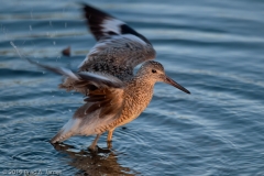 Willet_Thrashing_Wings_South_Padre_Island_Texas