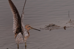 Willet_Wing_Stretch_South_Padre_Island_Texas