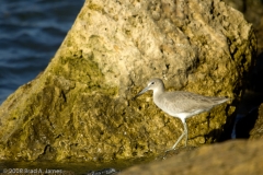 Willet_by_Rock_Mustang_Island_Texas