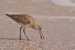 Willet_with_Shell_Mustang_Island_Texas