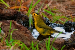 Wilson_s_Warbler_Male_Rockport_Texas