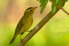 Wilsons_Warbler_South_Padre_Island_Texas