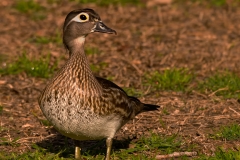 Wood_Duck_Femail_New_Braunfels_Texas