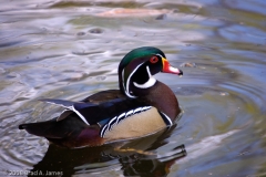 Wood_Duck_Homasassa_Springs_Florida