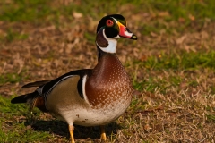 Wood_Duck_Male_New_Braunfels_Texas