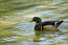 Wood_Duck_Ring_Homasassa_Springs_Florida