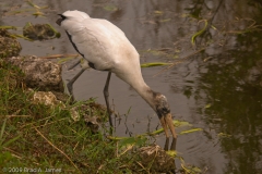 Woodstork_Everglades_National_Park_Florida