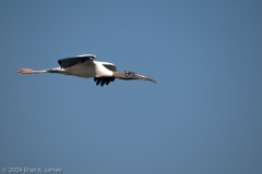 Woodstork_on_the_Wing_Mustang_Island_Texas