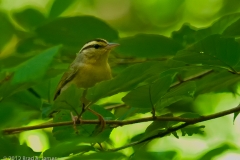 Worm-eating_Warbler_Elusive