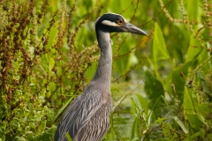 Yellow-Crowned_Night-_Heron_2_Brazos_Bend_State_Park_Texas