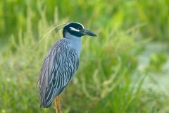 Yellow-Crowned_Night-_Heron_Perched_on_Tree_Brazos_Bend_State_Park_Texas