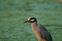 Yellow-Crowned_Night-_Heron_Standing_on_Thin_Limb_Brazos_Bend_State_Park_Texas