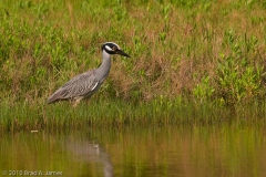 Yellow-Crowned_Night_Heron_Baytown