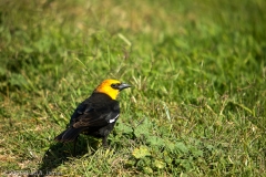 Yellow-Headed_Blackbird_Hornsby_Bend_Austin_Texas