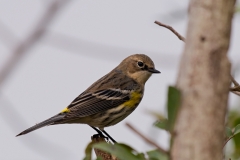 Yellow-Rumped_Warbler_Mustang_Texas