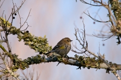 Yellow-Rumped_Warbler_San_Bernard_NWR_Texas