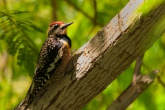 Yellow-bellied_Sapsucker_South_Padre_Island_Texas