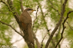 Yellow-billed_Cuckoo_South_Llano_River_State_Park_Texas