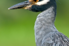 Yellow-crowned_Night-Heron_Closeup_Brazos_Bend_State_Park_Texas