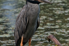 Yellow-crowned_Night_Heron_Brazos_Bend_State_Park