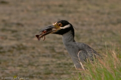 Yellow-crowned_Night_Heron_Downing_a_Crawfish_Brazos_Bend_State_Park