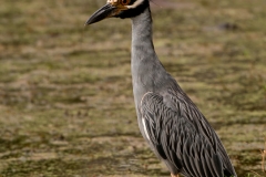 Yellow-crowned_Night_Heron_Hmm_Crawfish_Are_Good_Brazos_Bend_State_Park