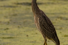 Yellow-crowned_Night_Heron_Juvenile_Brazos_Bend_State_Park