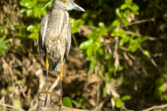 Yellow-crowned_Night_Heron_Juvenile_McKinney_Falls_State_Park_Texas