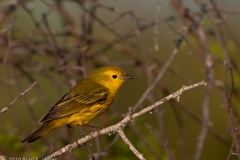 Yellow_Warbler_South_Padre_Island_Texas