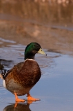 1_Mallard-Bosque-Del-Apache-NWR-New-Mexico