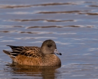 American-Wigeon-Female-Bosque-Del-Apache-NWR-New-Mexico