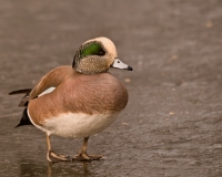 American-Wigeon-Male-Bosque-Del-Apache-NWR-New-Mexico